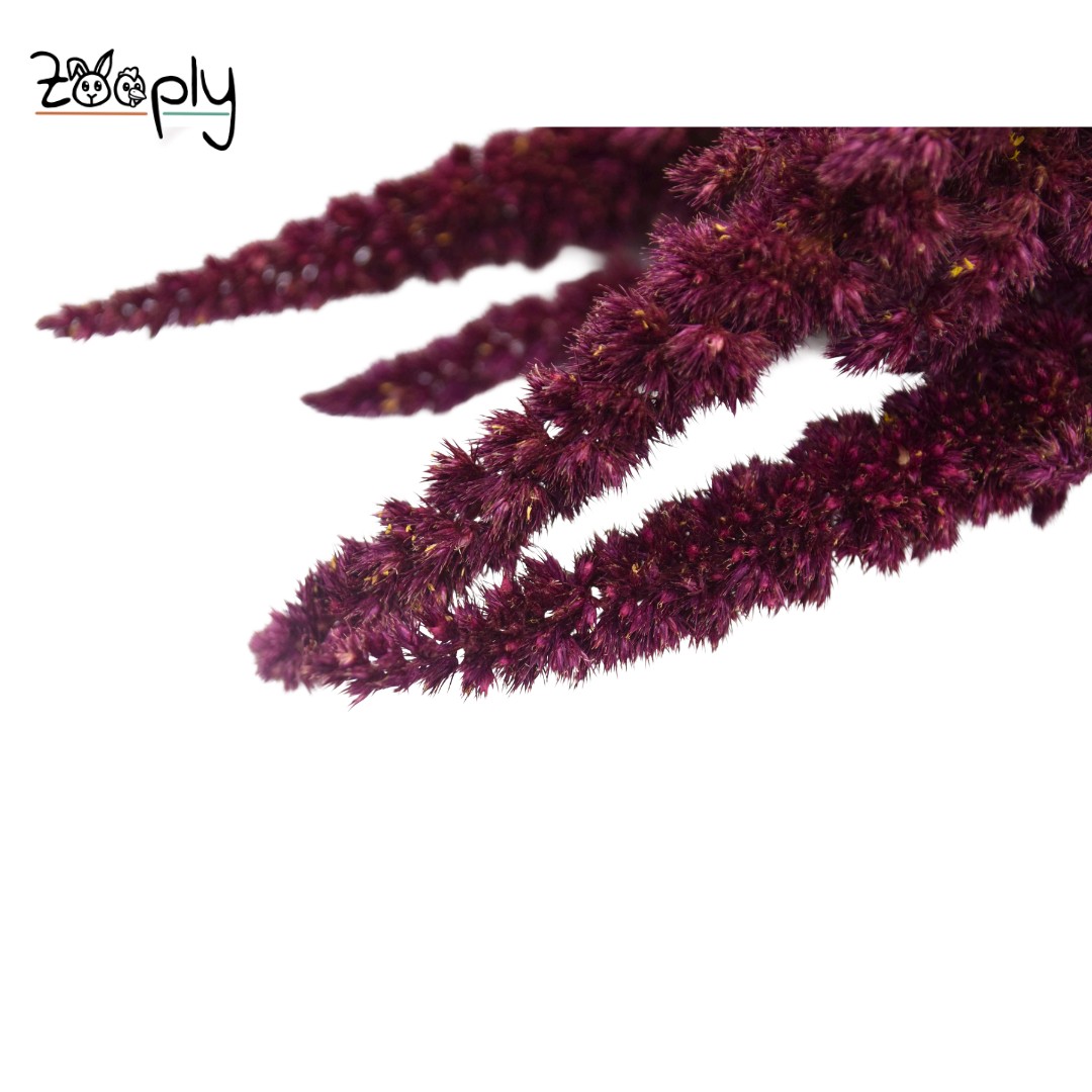 Zooply amarant rood– gedroogde bloemen en grassen voor hamsters en andere knaagdieren – 70 gram