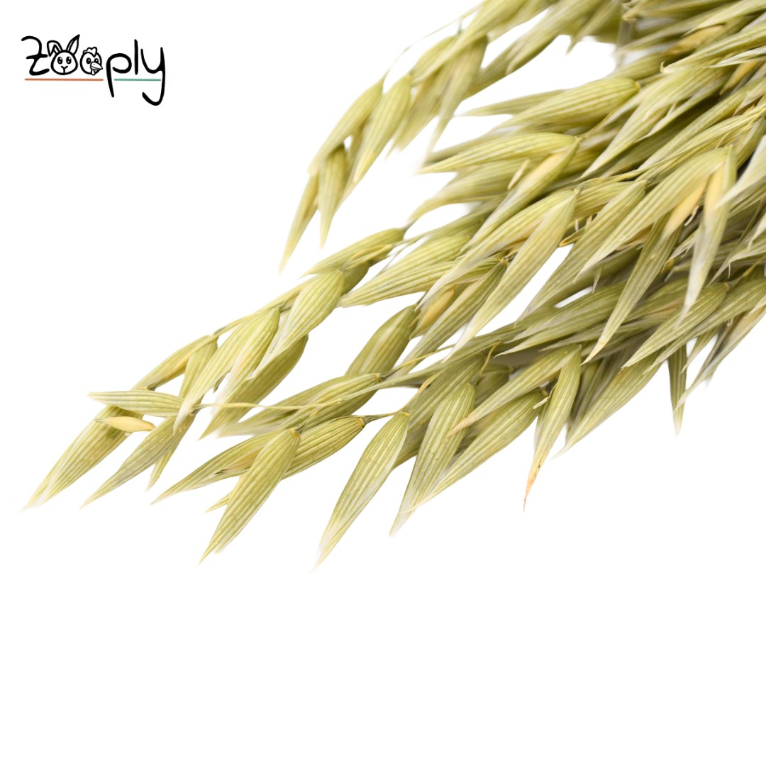 Zooply haver – gedroogde bloemen en grassen voor hamsters en andere knaagdieren – 100 gram