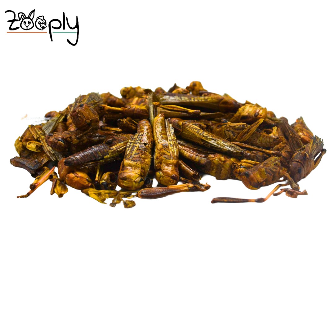 Zooply Sprinkhanen - 50 gram - Gedroogde insecten voor knaagdieren - Gezonde snack