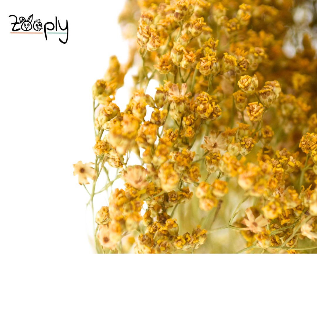 Zooply brembloesem – gedroogde bloemen en grassen voor hamsters en andere knaagdieren – 70 gram