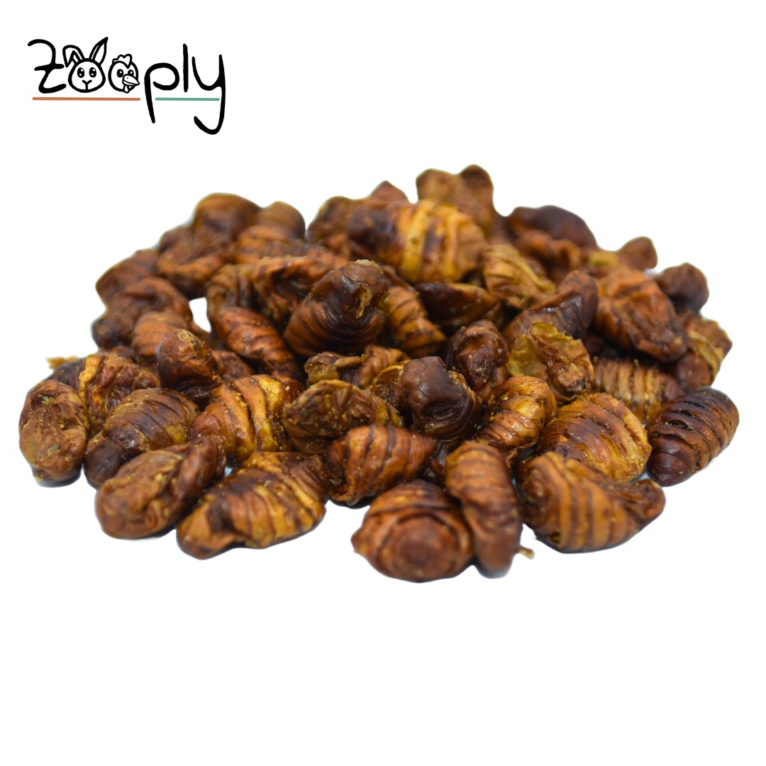 Zooply Zijderupsen - Gedroogde insecten voor knaagdieren - Gezonde snack