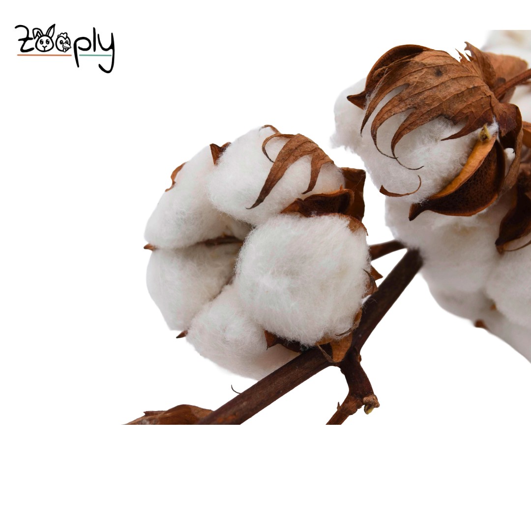 ZooplyKatoenbollen op tak – gedroogde bloemen en grassen voor hamsters en andere knaagdieren – 80 gram