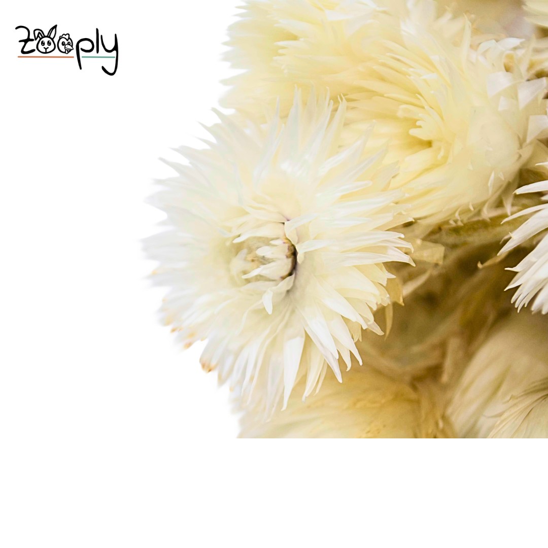 Zooply strobloemen wit – gedroogde bloemen en grassen voor hamsters en andere knaagdieren – 70 gram