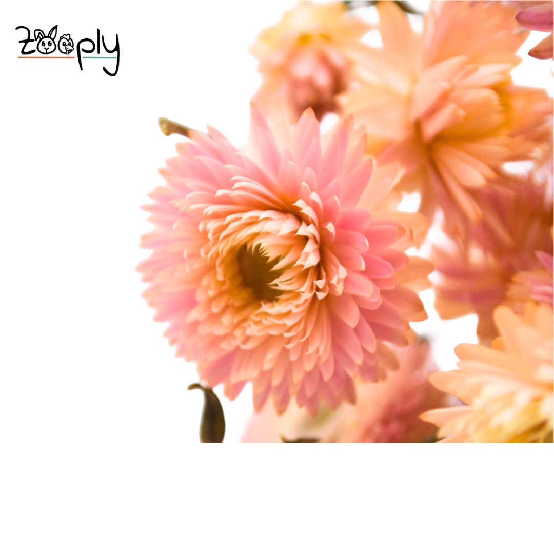Zooply strobloemen licht roze – gedroogde bloemen en grassen voor hamsters en andere knaagdieren – 70 gram