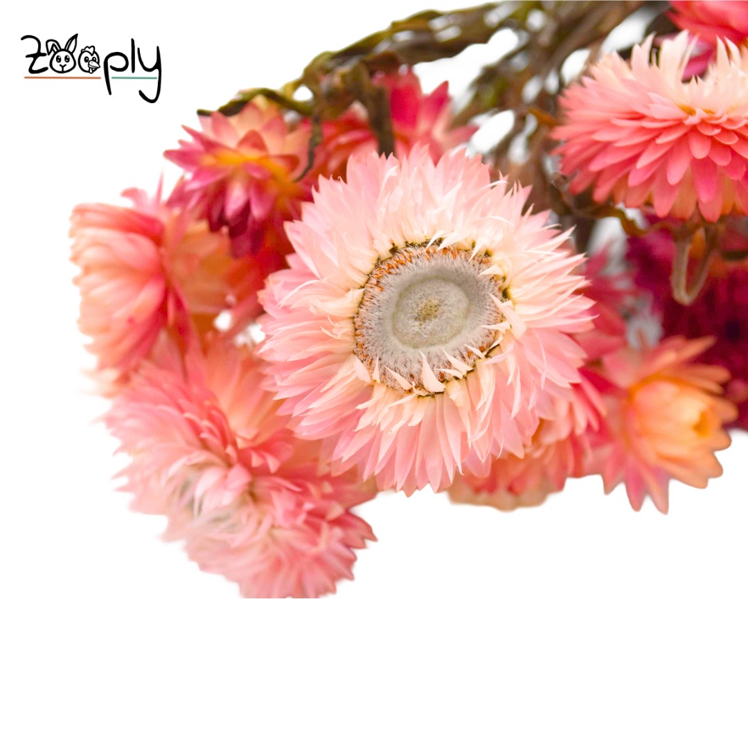 Zooply strobloemen roze – gedroogde bloemen en grassen voor hamsters en andere knaagdieren – 70 gram