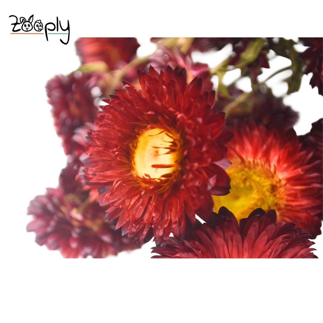Zooply strobloemen rood – gedroogde bloemen en grassen voor hamsters en andere knaagdieren – 70 gram