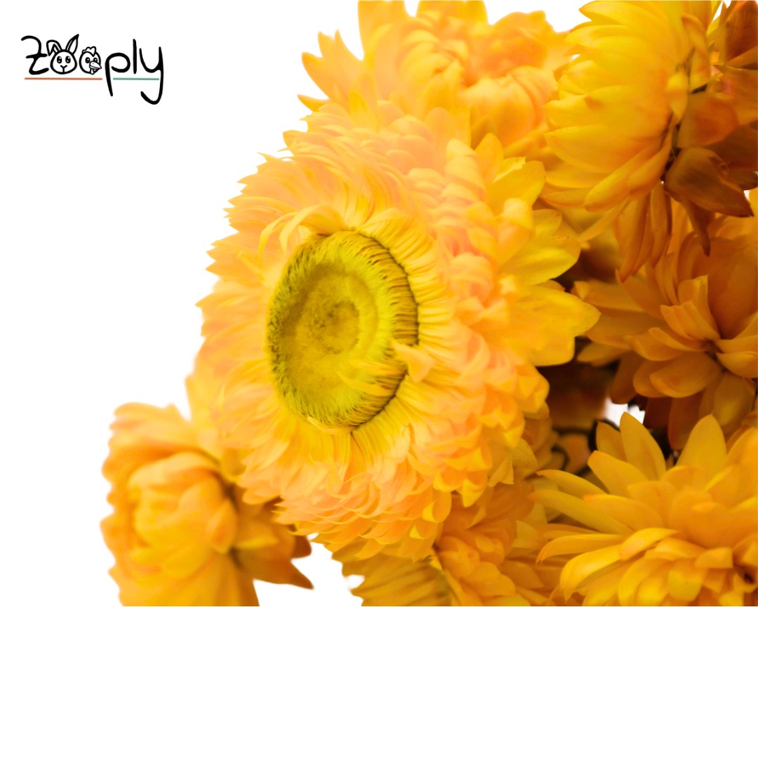 Zooply strobloem geel – gedroogde bloemen en grassen voor hamsters en andere knaagdieren – 70 gram