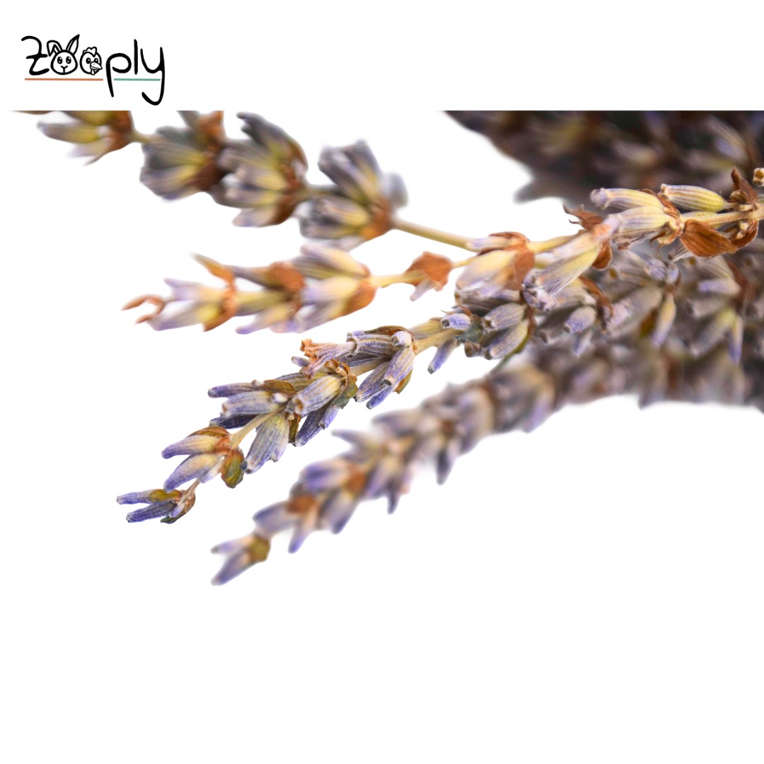 Zooply lavendel – gedroogde bloemen en grassen voor hamsters en andere knaagdieren – 70 gram