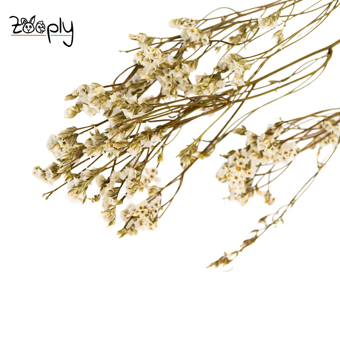 Zooply lamsoor wit – gedroogde bloemen en grassen voor hamsters en andere knaagdieren – 70 gram