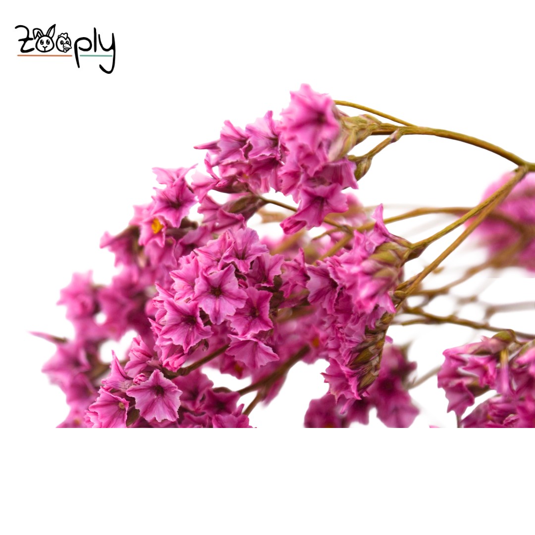Zooply lamsoor roze – gedroogde bloemen en grassen voor hamsters en andere knaagdieren – 70 gram