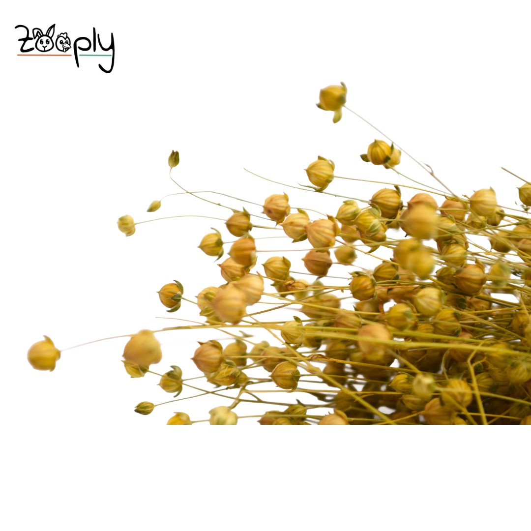 Zooply lijnzaadplant – gedroogde bloemen en grassen voor hamsters en andere knaagdieren – 110 gram