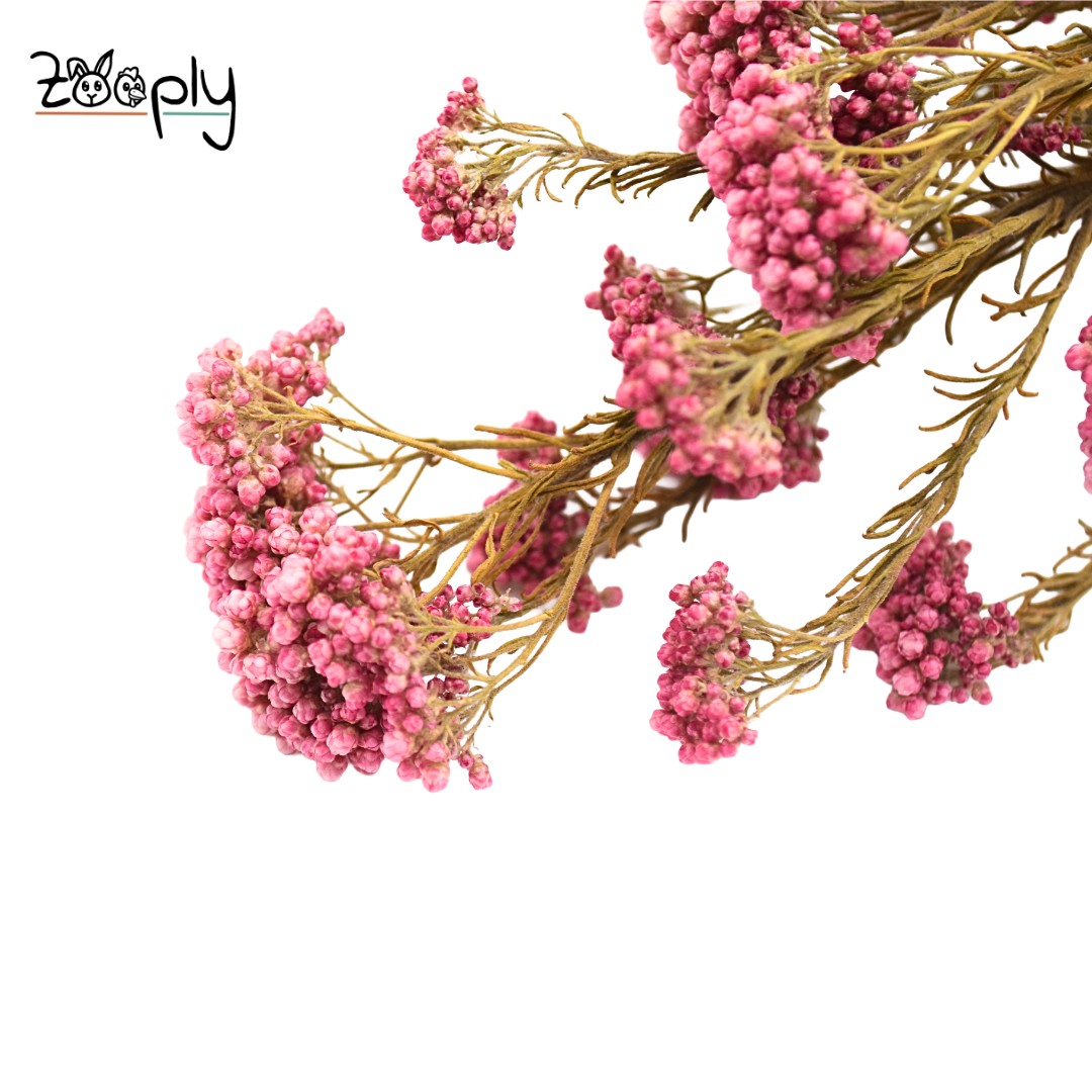 Duizenblad - 70 gram