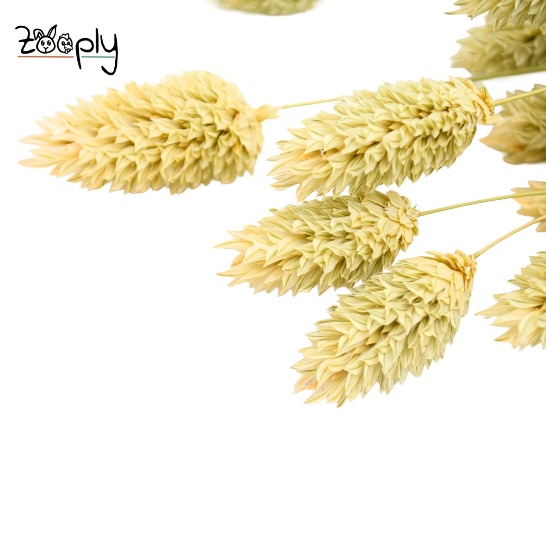 Zooply Kanariegras – Gedroogde bloemen en grassen voor hamsters en andere knaagdieren - 100 gram