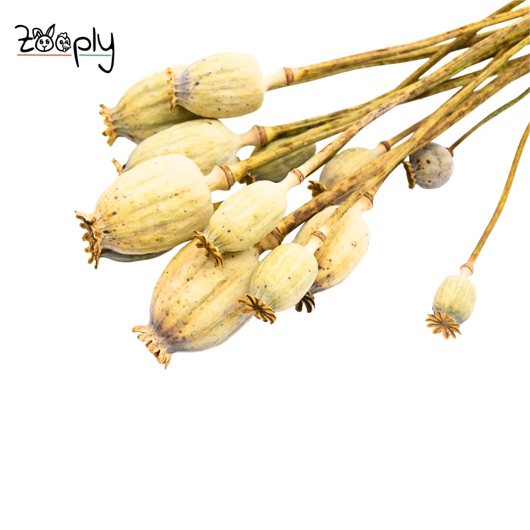 Zooply Klaproos - Droogbloemen voor hamsters en andere knaagdieren - 70 gram