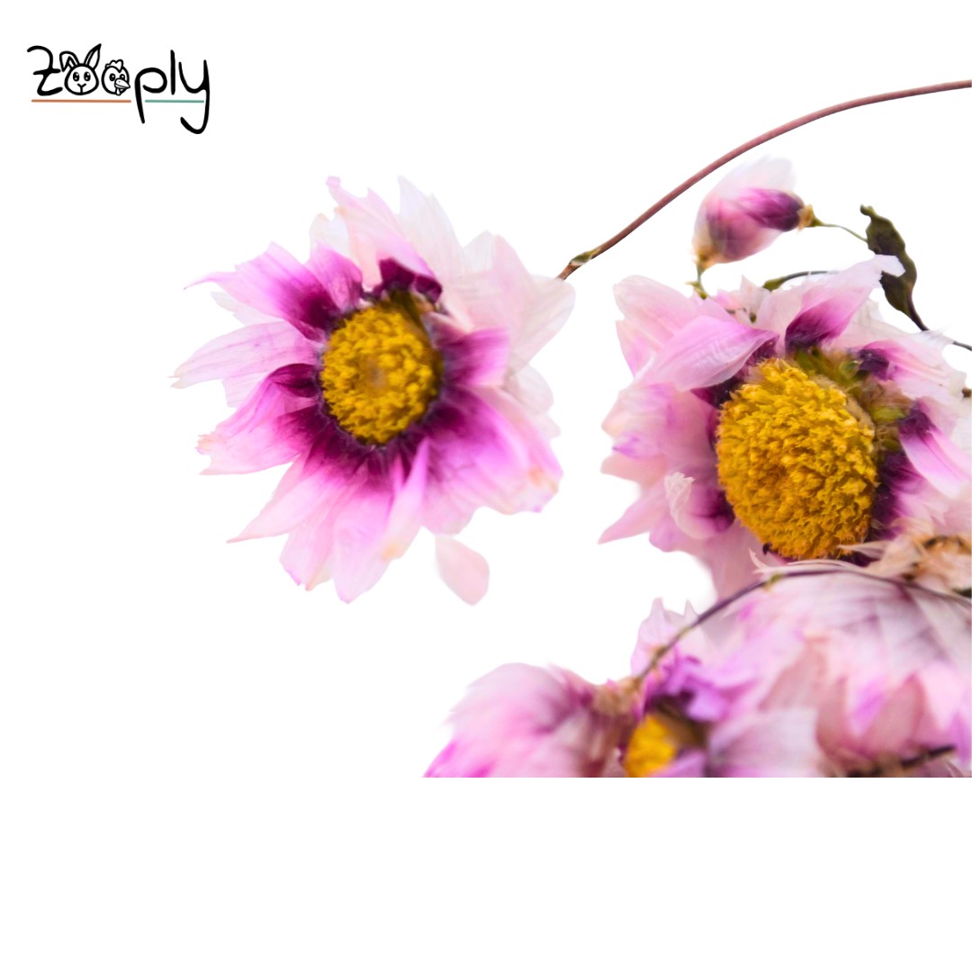 Zooply madeliefje roze – gedroogde bloemen en grassen voor hamsters en andere knaagdieren – 70 gram