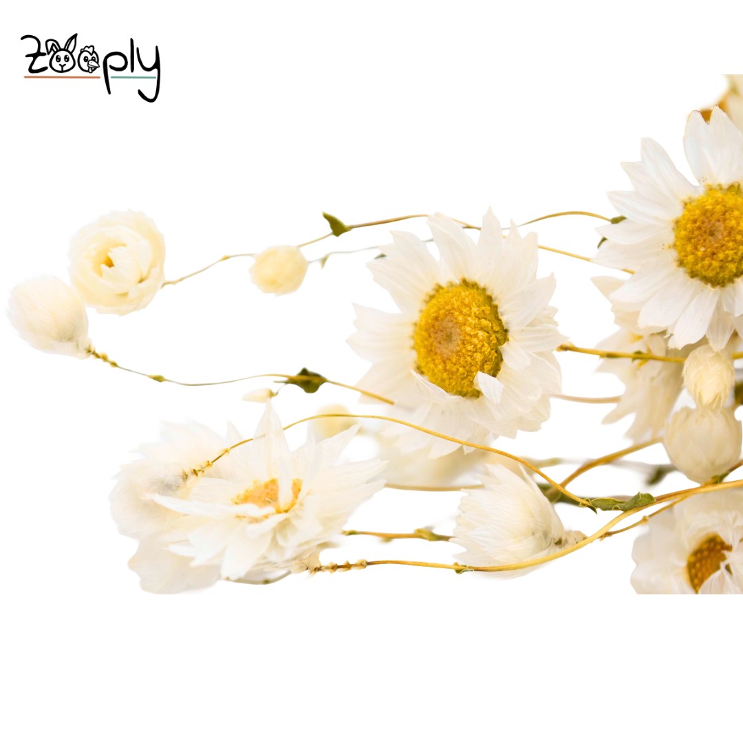 Zooply Madeliefje wit – gedroogde bloemen en grassen voor hamsters en andere knaagdieren – 70 gram