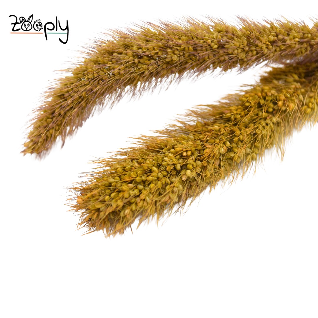 Zooply Vossestaartgras – gedroogde bloemen en grassen voor hamsters en andere knaagdieren – 70 gram