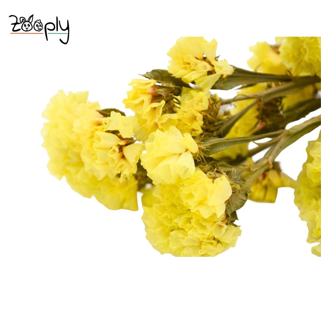 Zooply Strandlavendel - Geel – Gedroogde bloemen en grassen voor hamsters en andere knaagdieren - 70 gram