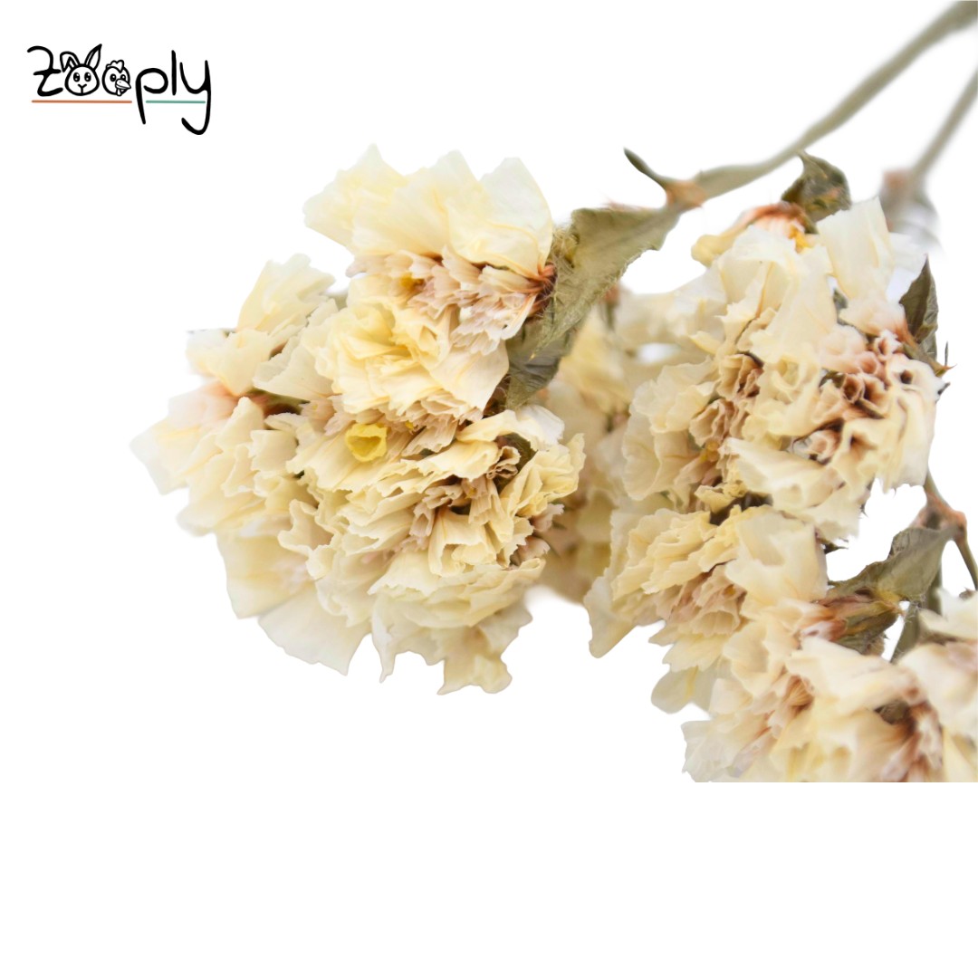 Zooply strandlavendel wit – gedroogde bloemen en grassen voor hamsters en andere knaagdieren – 70 gram