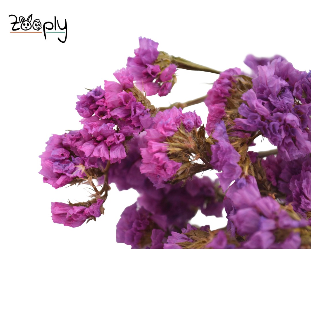 Zooply strandlavendel roze – gedroogde bloemen en grassen voor hamsters en andere knaagdieren – 70 gram