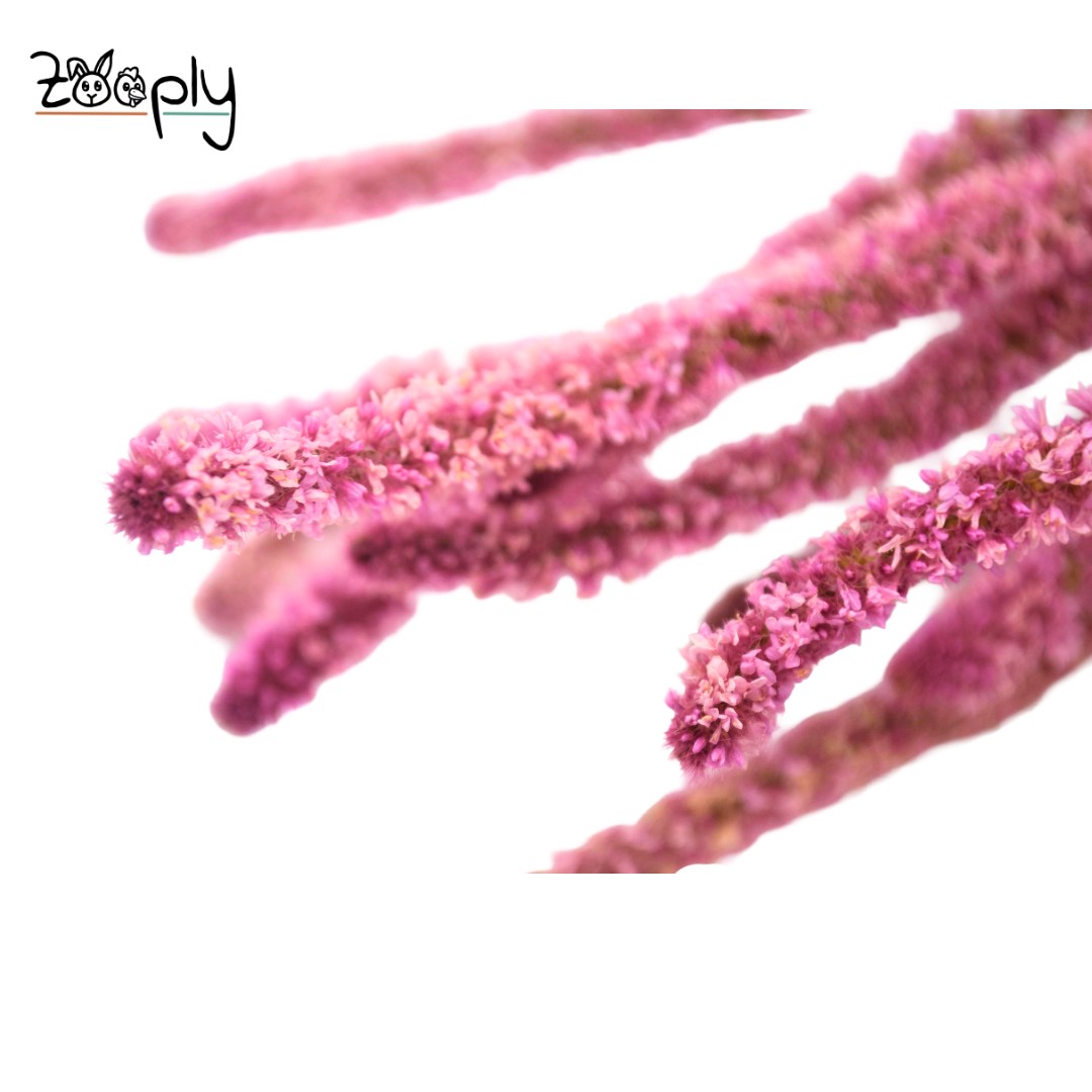 Zooply Zeelavendel - roze – gedroogde bloemen en grassen voor hamsters en andere knaagdieren – 70 gram