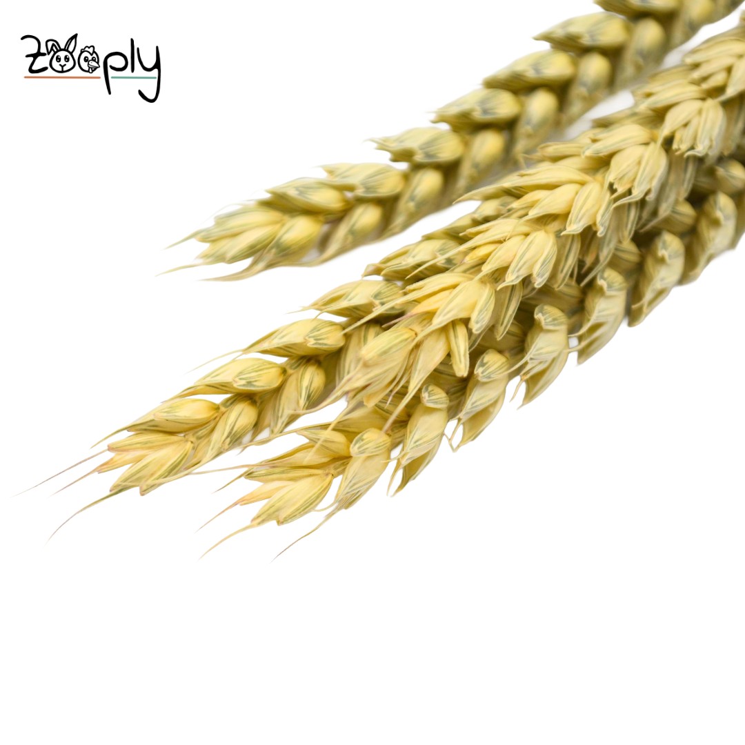 Zooply tarwe – gedroogde bloemen en grassen voor hamsters en andere knaagdieren – 100 gram